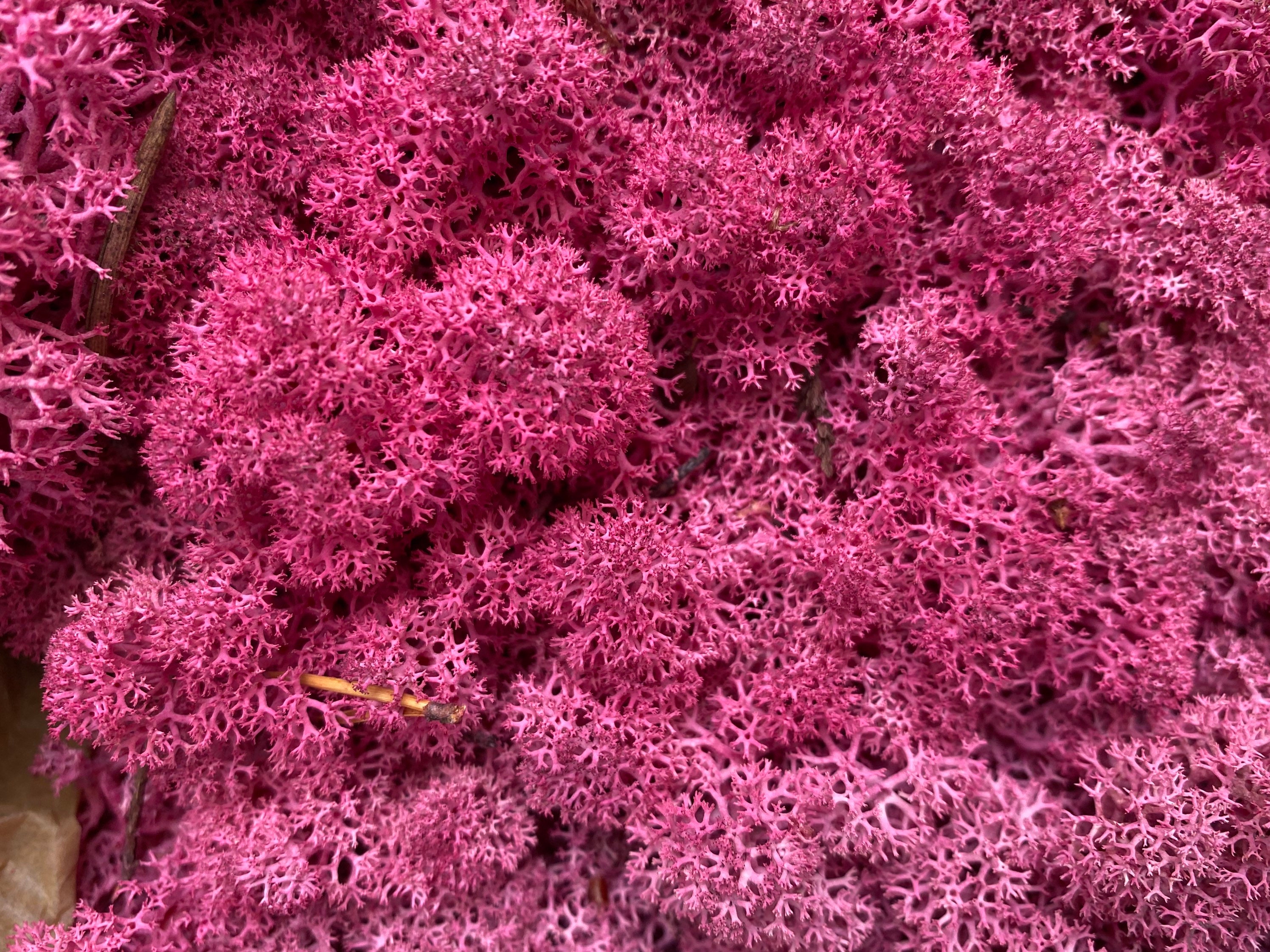 Preserved Moss Lichen. Pink preserved moss. Natural preserved Etsy