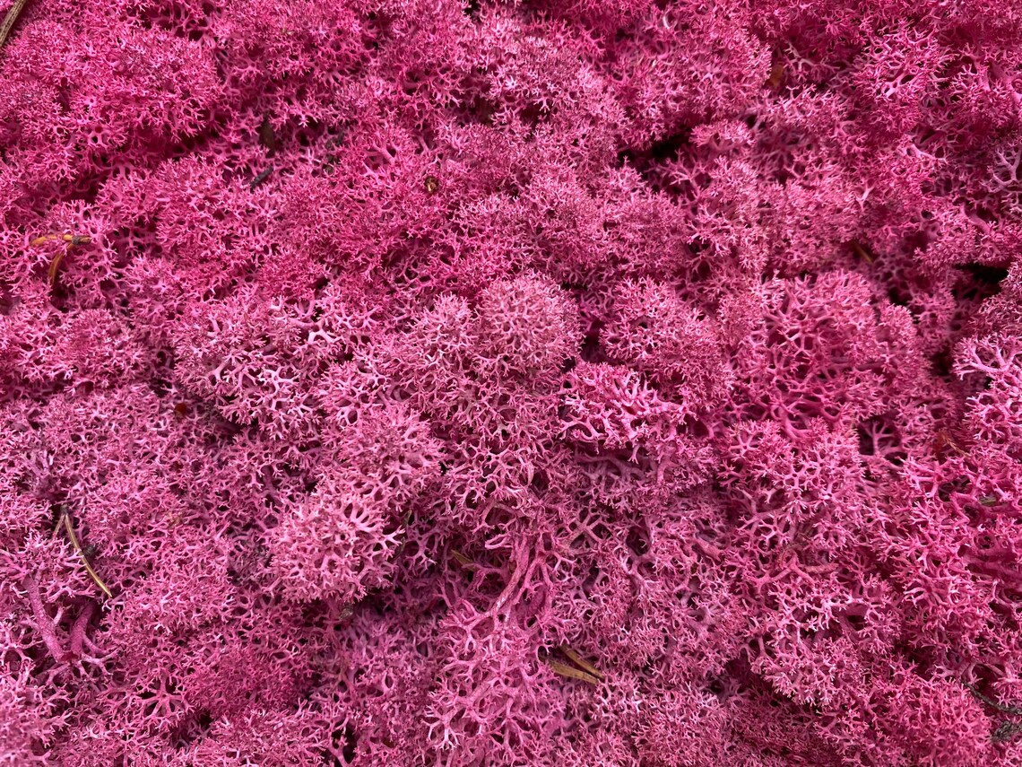 Preserved Moss Lichen. Pink preserved moss. Natural preserved Etsy