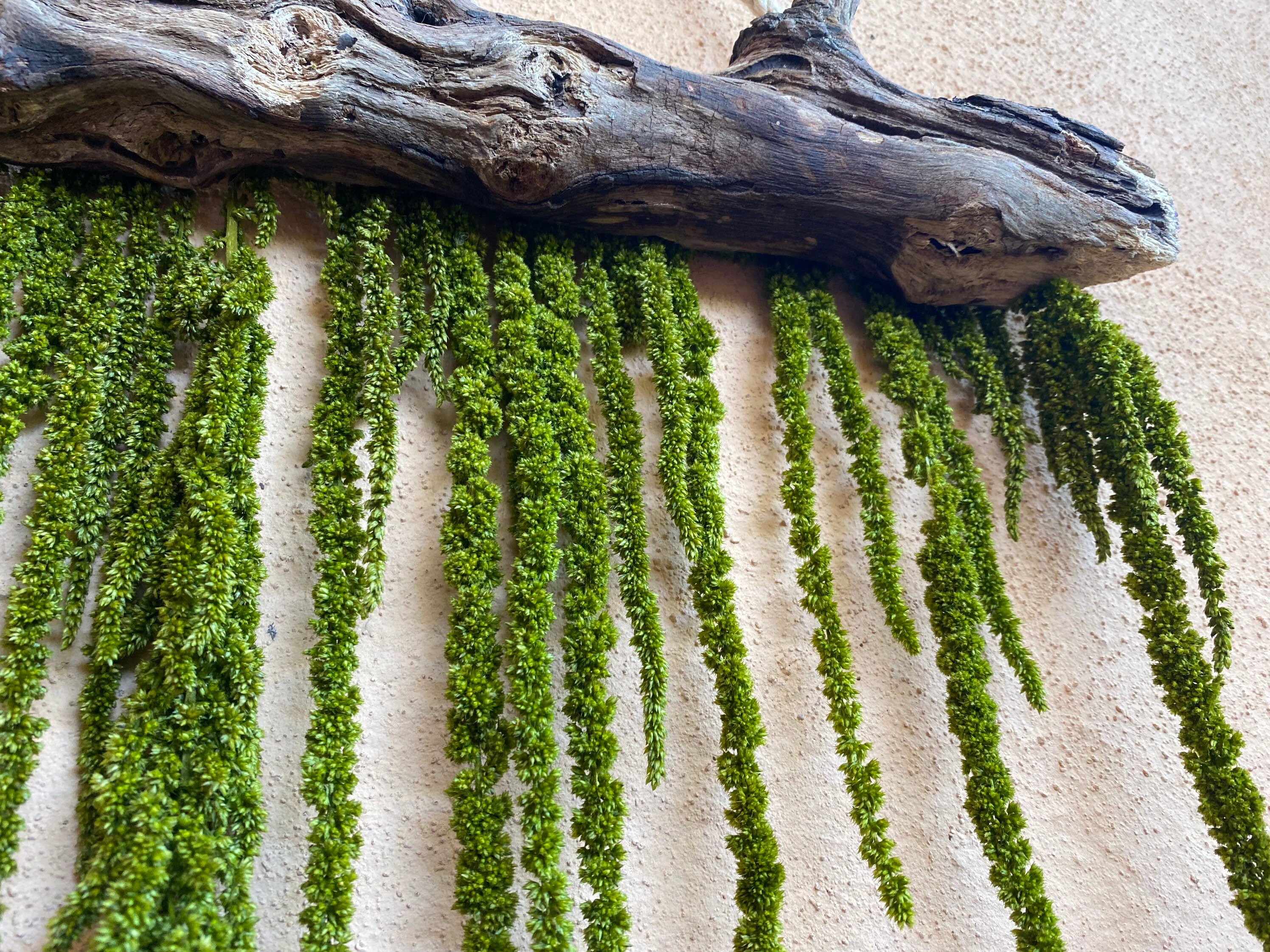 Konserviertes Hängendes Amaranthus mit natürlichem Treibholz | Etsy