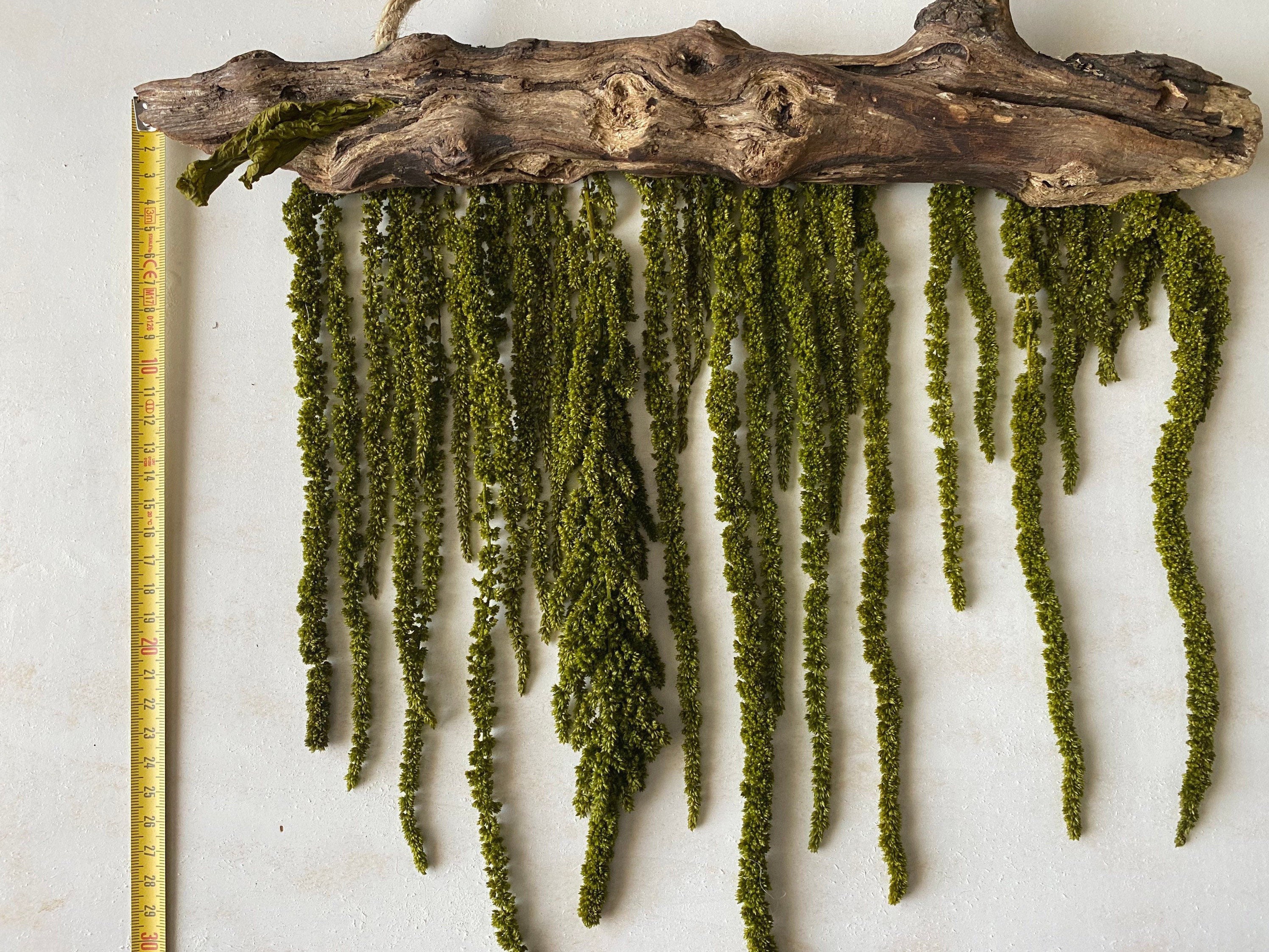 Konserviertes Hängendes Amaranthus mit natürlichem Treibholz | Etsy