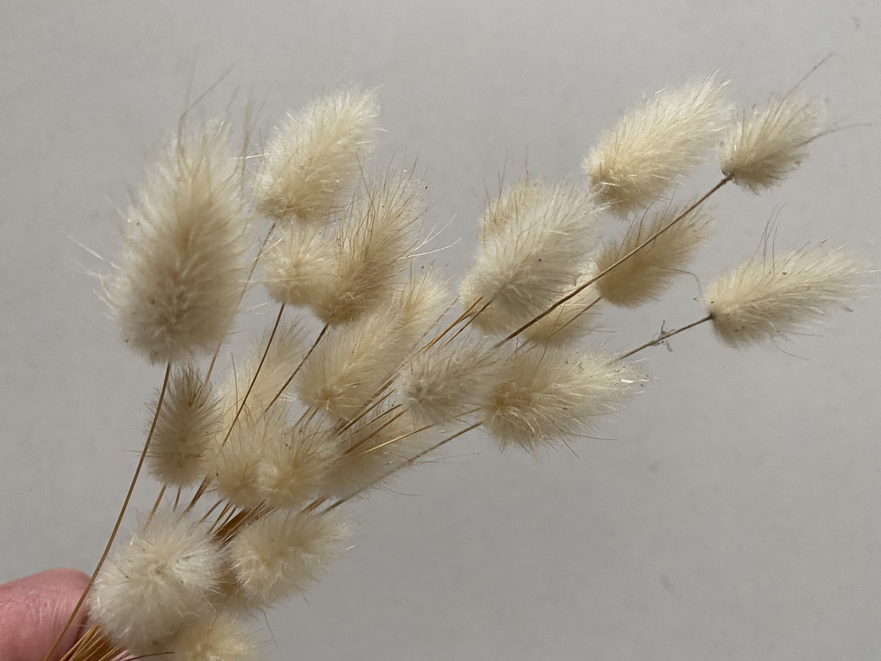 Natural Bunny Tail Grass Dried Grass natural dried Lagurus Etsy