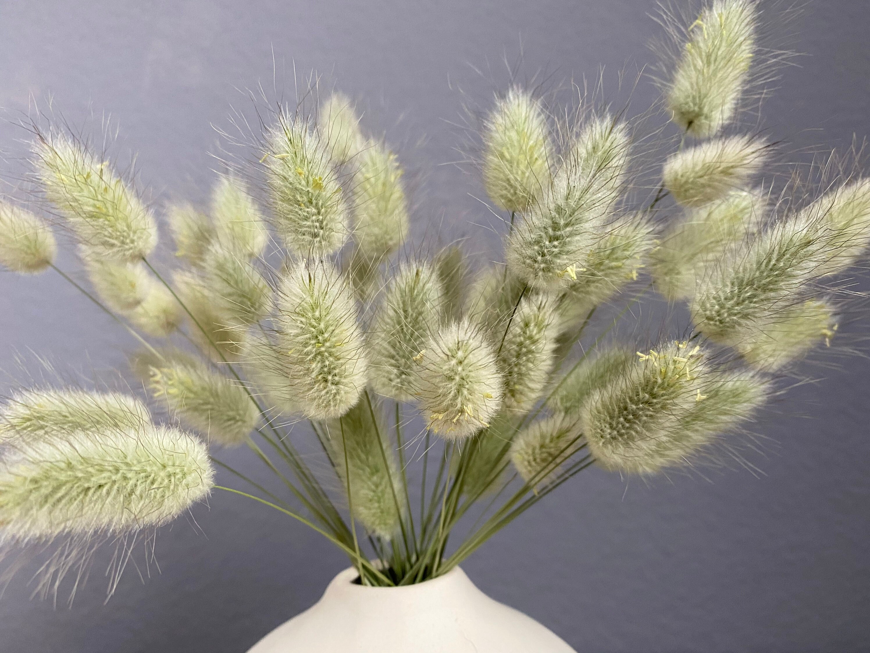 Dried Natural Bunny Tail Grass Dried Grass natural dried Etsy