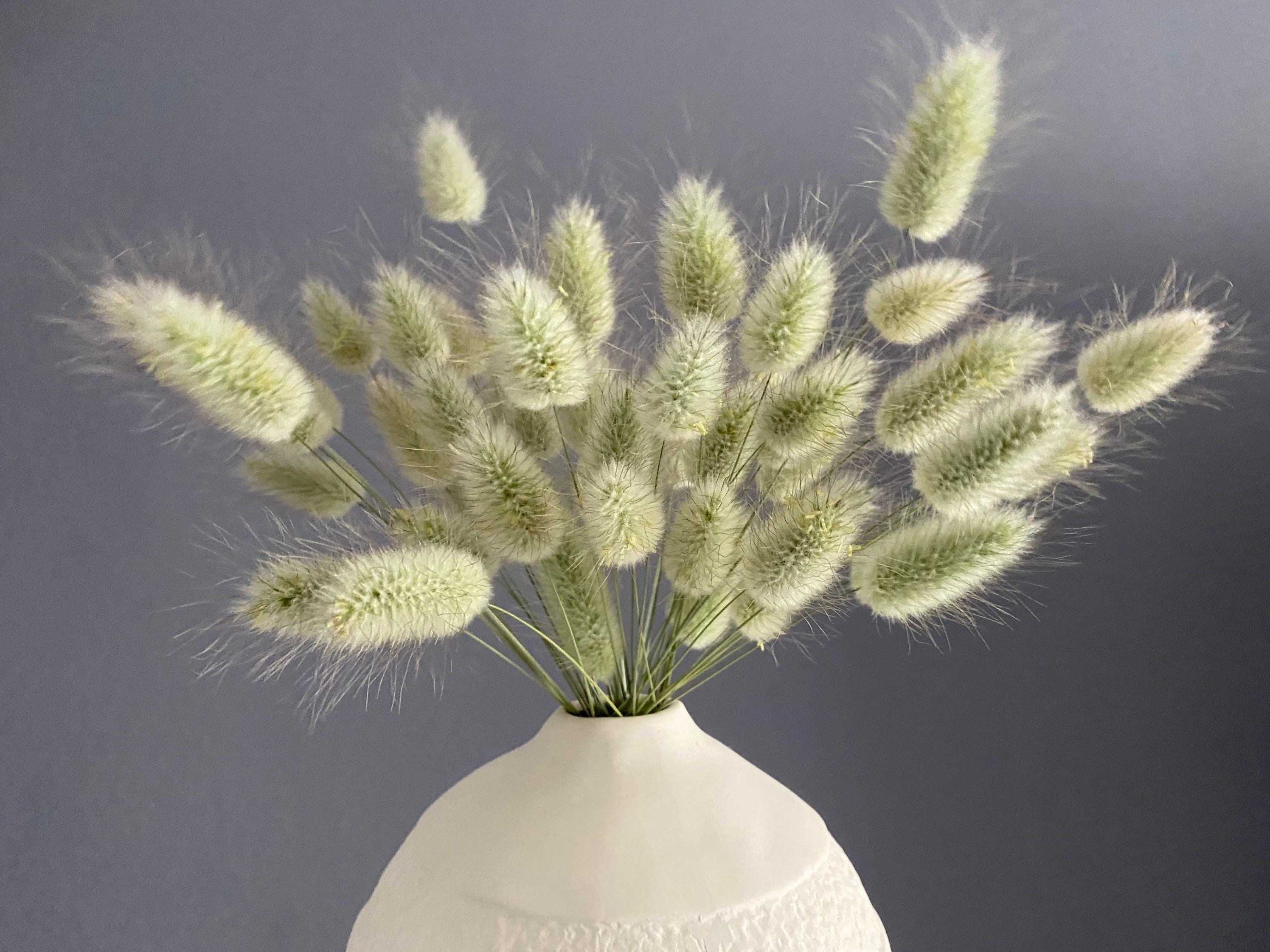 Dried Natural Bunny Tail Grass Dried Grass natural dried Etsy