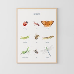 Insects Poster, Bugs Print, Printable Wall Art, Montessori Homeschool Decor, Nature Classroom Decor
