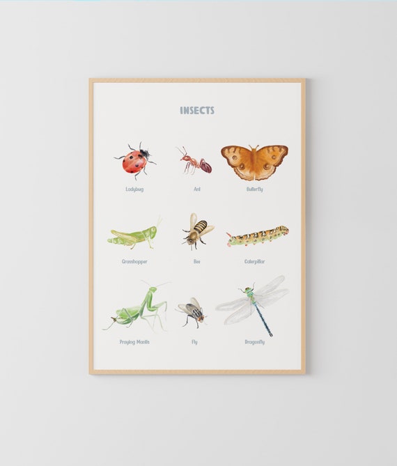 Insects Poster, Bugs Print, Printable Wall Art, Montessori Homeschool Decor, Nature Classroom Decor