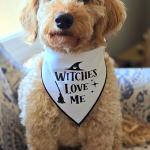 May include: A small, light brown dog wearing a white bandana with black text that reads "Witches Love Me". The bandana has a black witch's hat and broom graphic.