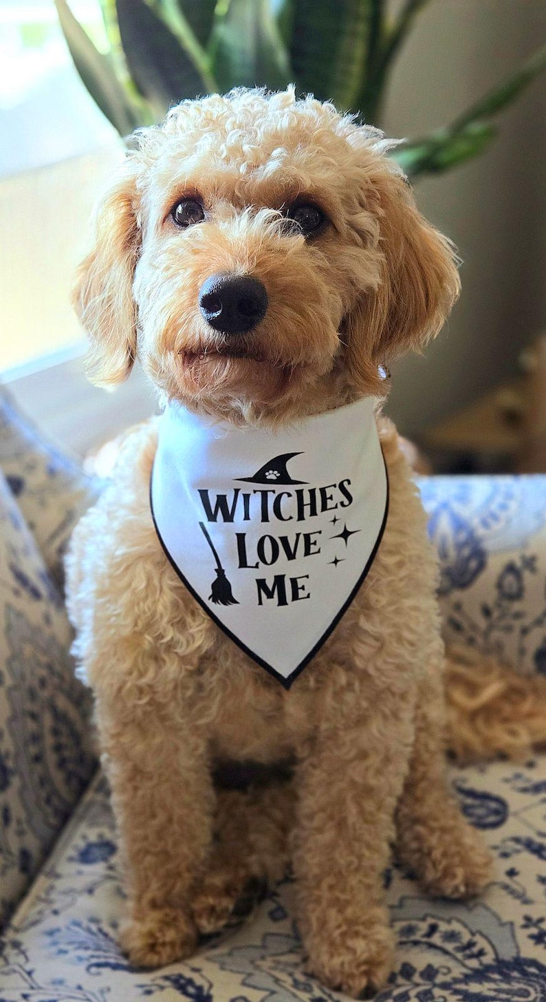 May include: A small, light brown dog wearing a white bandana with black text that reads "Witches Love Me". The bandana has a black witch's hat and broom graphic.