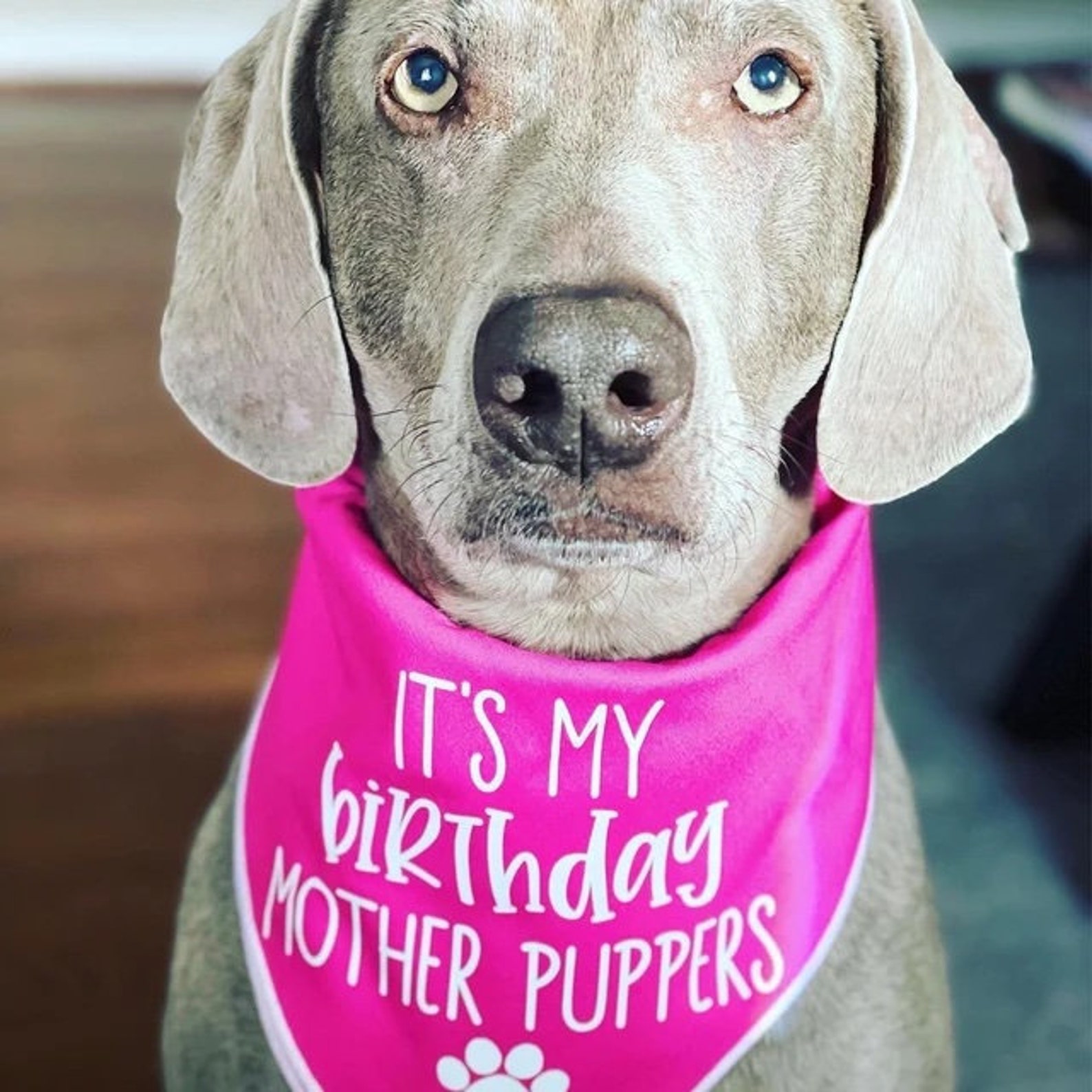 Its My Birthday Mother Puppers Tieon Dog Bandana First Birthday Puppy