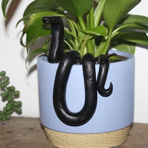 Black snake plant pal
