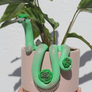 Succulent snake plant pal