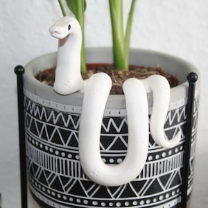 White snake plant pal