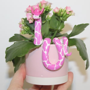 Planta serpiente vaquera rosa miniatura XS