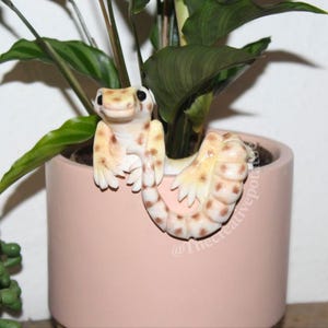 Gecko leopardo, compañero de planta