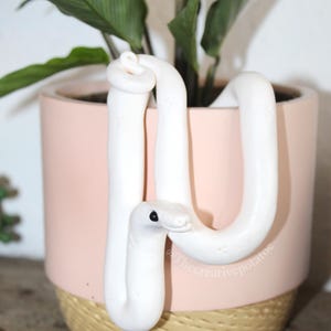 White snake plant pal pose 2