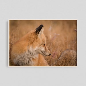 Woodland Fox Print, Fox Photography, Nature Landscape Photo Print, Red Nature Landscape, Wild Animal Wall Art, Animal In Nature Photo