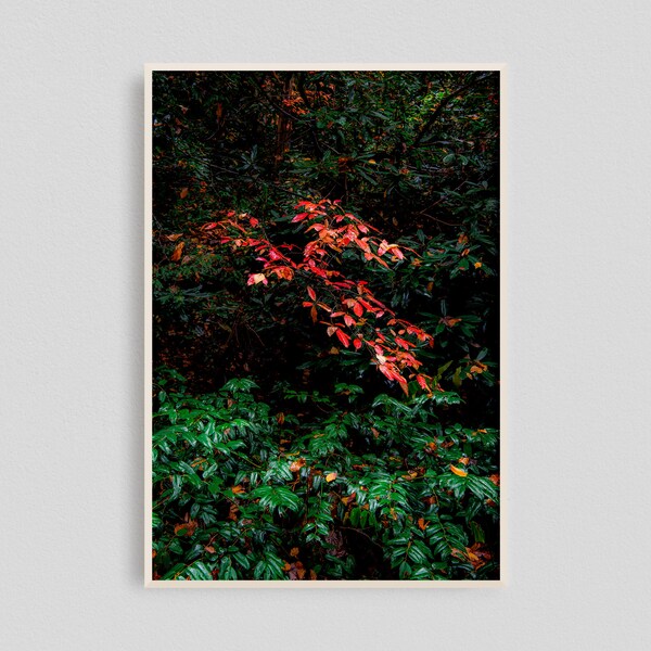 Red Fall Decor, Bright Fall, Red Leaves Print, Nature Leaves Wall Decor, Red Fall Leaves, Leaves Photo Print, Fall Tree Leaves Print