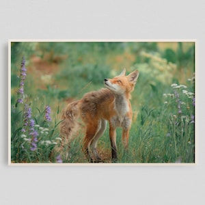 Fox Landscape, Fox Nature, Red Nature Print, Red Wildlife, Wildlife Nature Print, Wildlife Photography, Fox And Flowers, Spring Nature Print