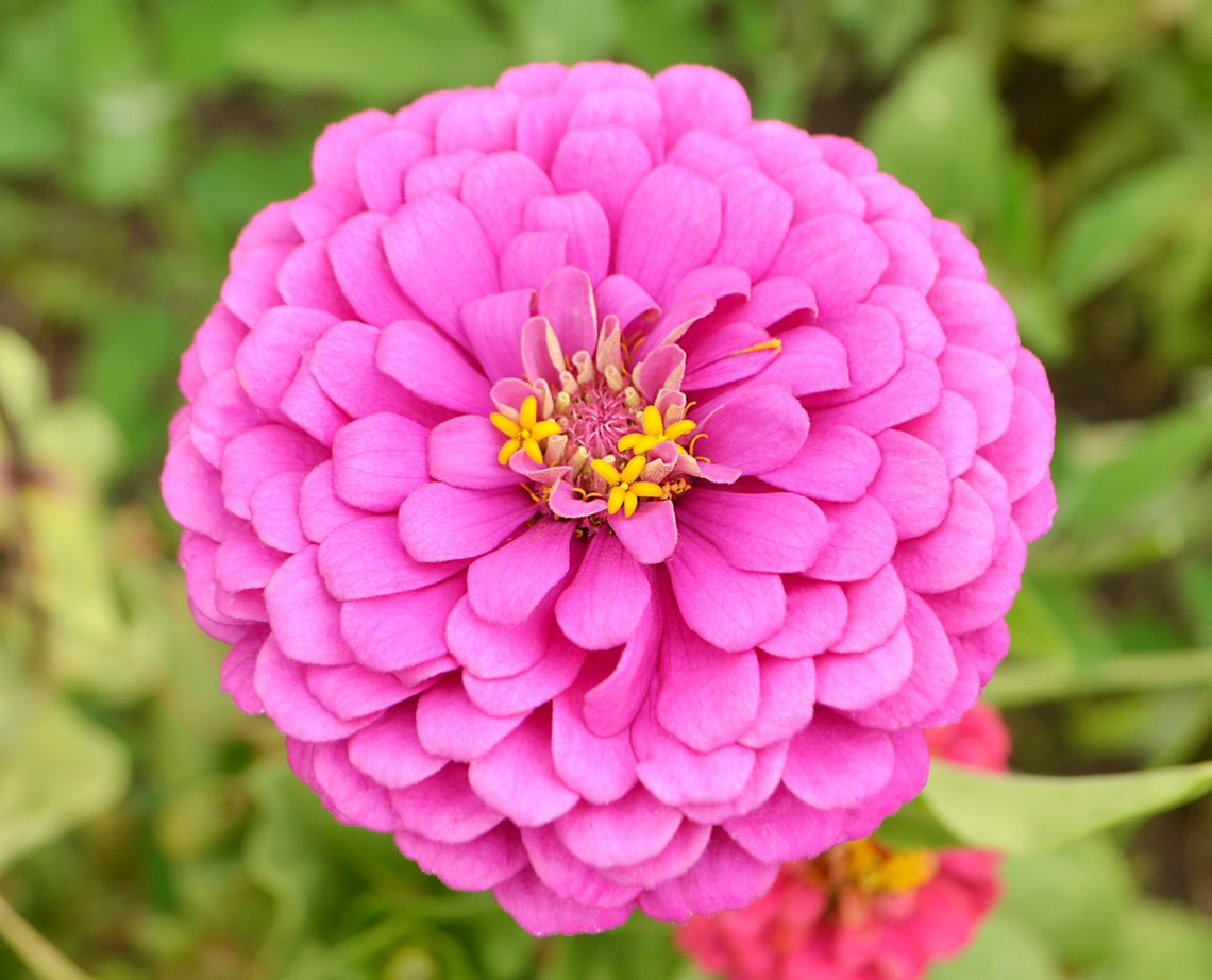 Zinnia Seeds Pink Tall Single and Double Flowered Etsy