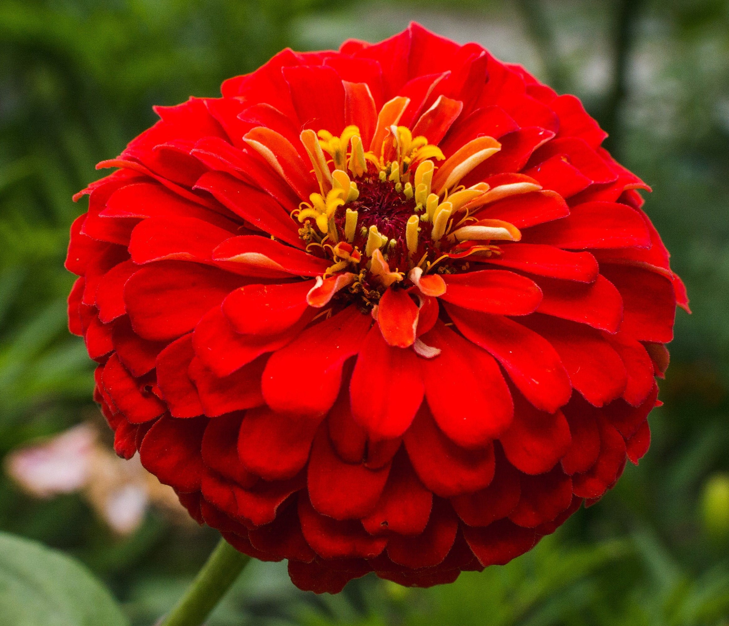 Zinnia Seeds Red Tall Single and Double Flowered Etsy