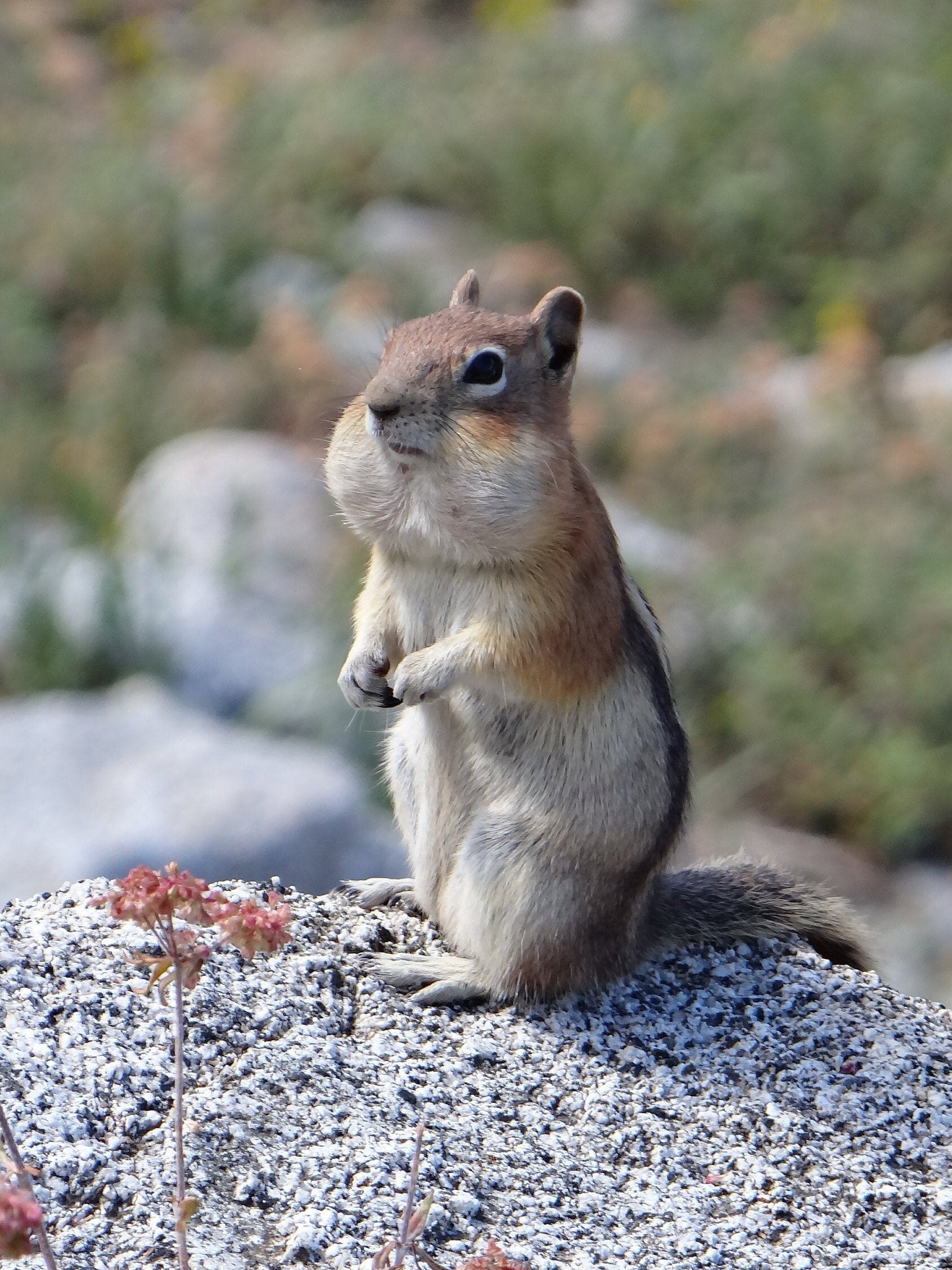 chipmunk with full cheeks chipmunk with full cheeks