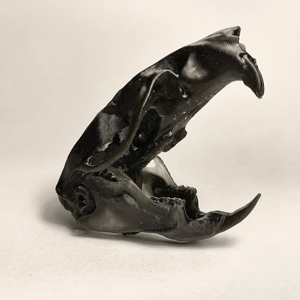 Rat Skull Model - Anatomically Correct Animal Skull Gift / Anatomy Revision Tool - Veterinary Medicine Rodent Skull Guide
