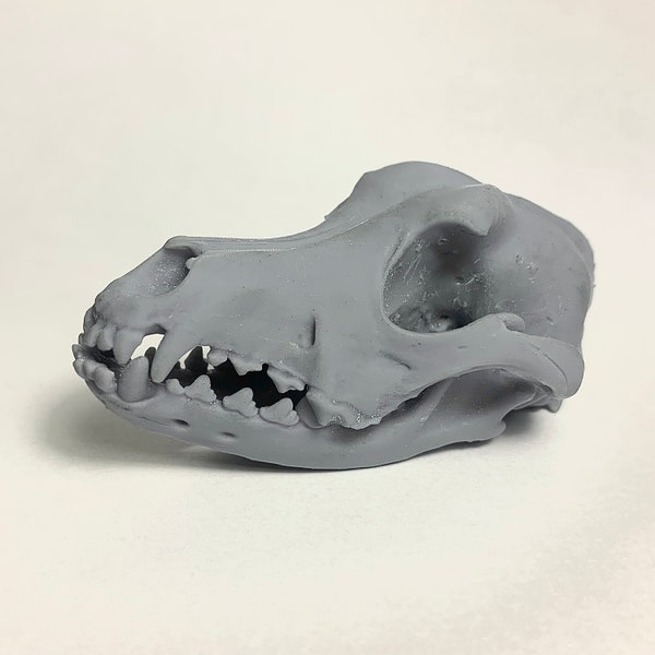 Dog Skull Model - Anatomically Correct Animal Skull Gift / Anatomy Revision Tool - Veterinary Medicine Canine Skull Guide