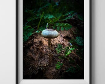 Fotografie digitaler Download, digitaler Download Drucke, wilde Pilze Wald Naturfotografie- printable Fine Art- digitaler Download