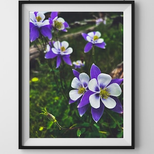 Flower Prints, Moody Floral Wall Art, Nature Photography Prints, Colorado wildflowers photo, columbine flower print, Colorado photography