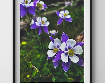 Blumendrucke, Stimmungsvolle Blumenwandkunst, Naturfotografiedrucke, Colorado Wildblumen Foto, Akelei Blumendruck, Colorado Fotografie