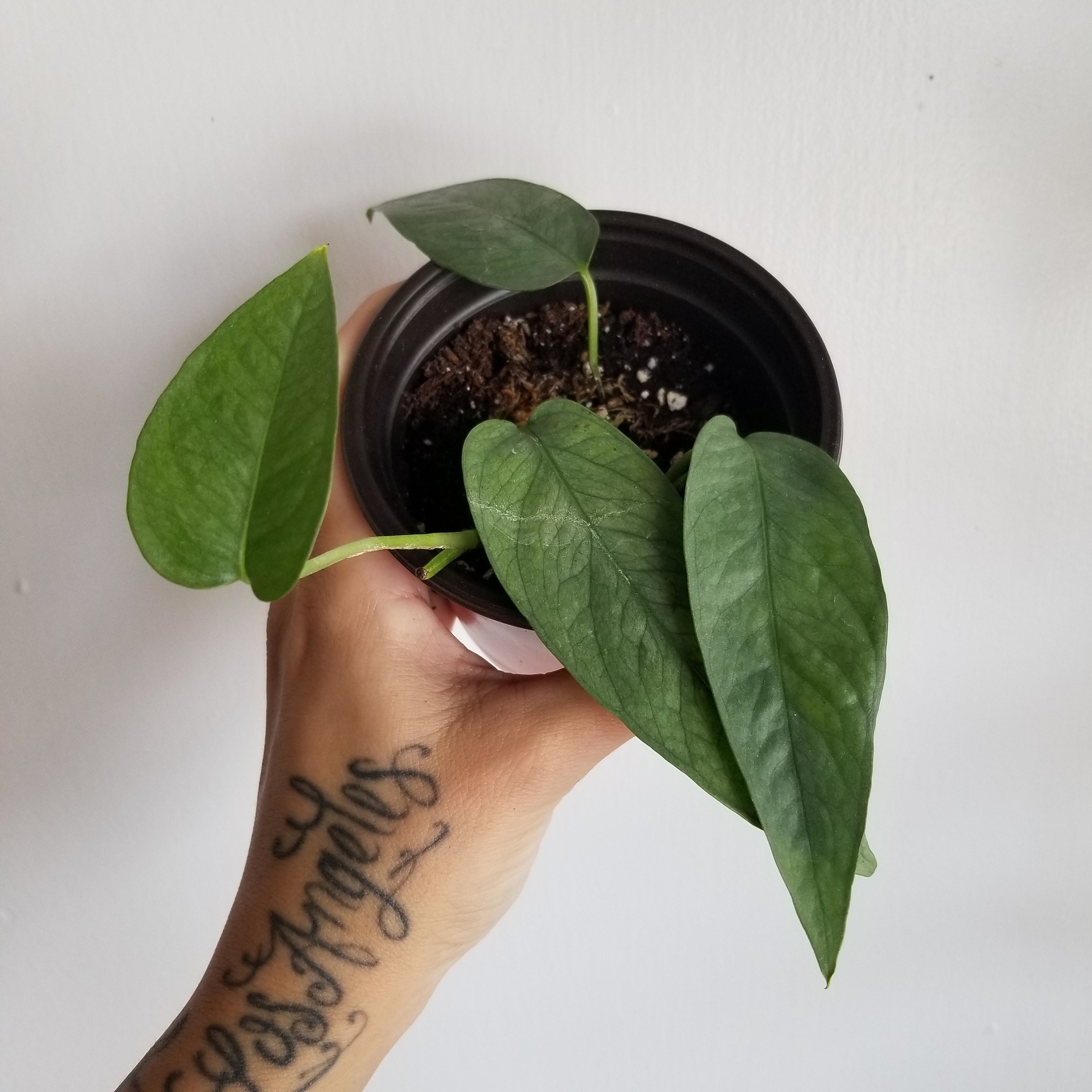 Cebu Blue Pothos en una olla de 4 pulgadas Etsy
