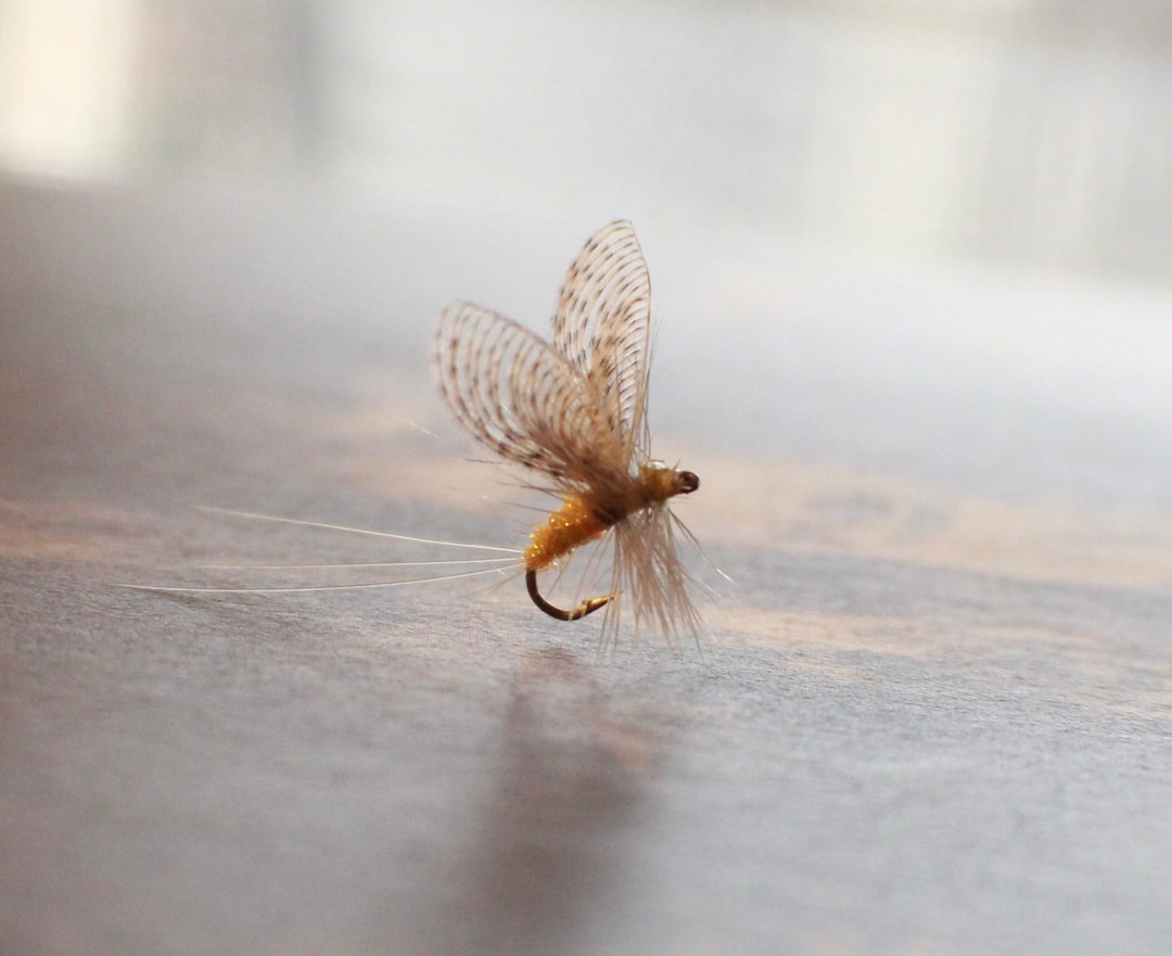 Image of wally wing fly fishing fly