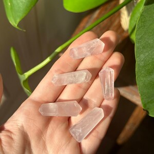 Puede incluir: Cinco puntas de cristal de cuarzo rosa pálido y translúcido se sostienen en una mano. Los cristales tienen forma hexagonal y varían ligeramente de tamaño. El fondo incluye hojas verdes y una superficie de madera, con luz solar.