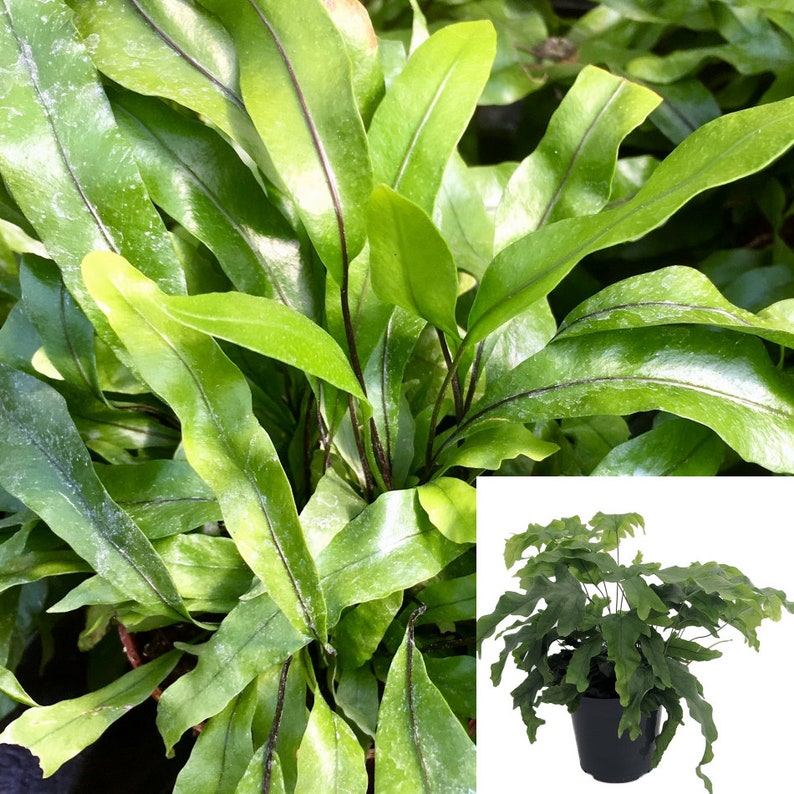 Kangaroo Paw Fern Plant Zealandia Pustulata Fern 6Inches Pot Etsy