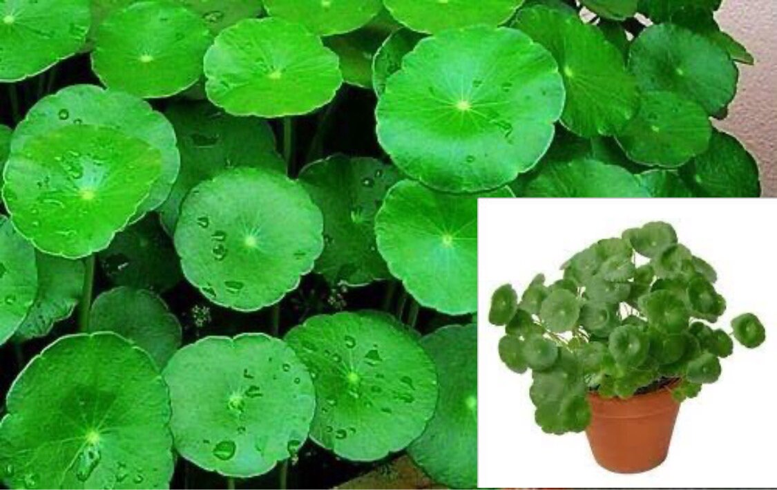 Gotu Round Leaf Gotu Kola Plant Brahmi Of 4Inpot Live Plant Etsy