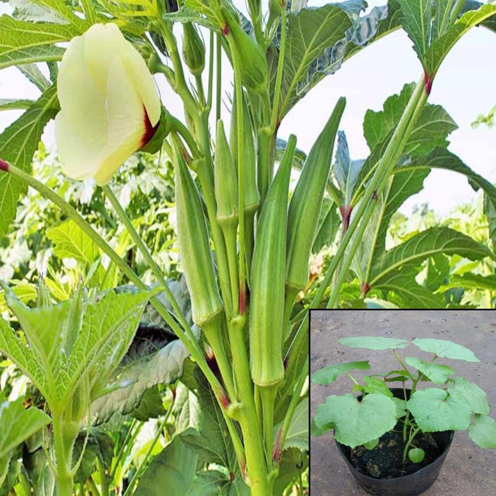 full grown okra plant full grown okra plant