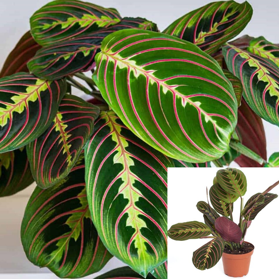 Red Prayer Plant 6Inches Pot Maranta Leuconeura Red Houseplant Etsy