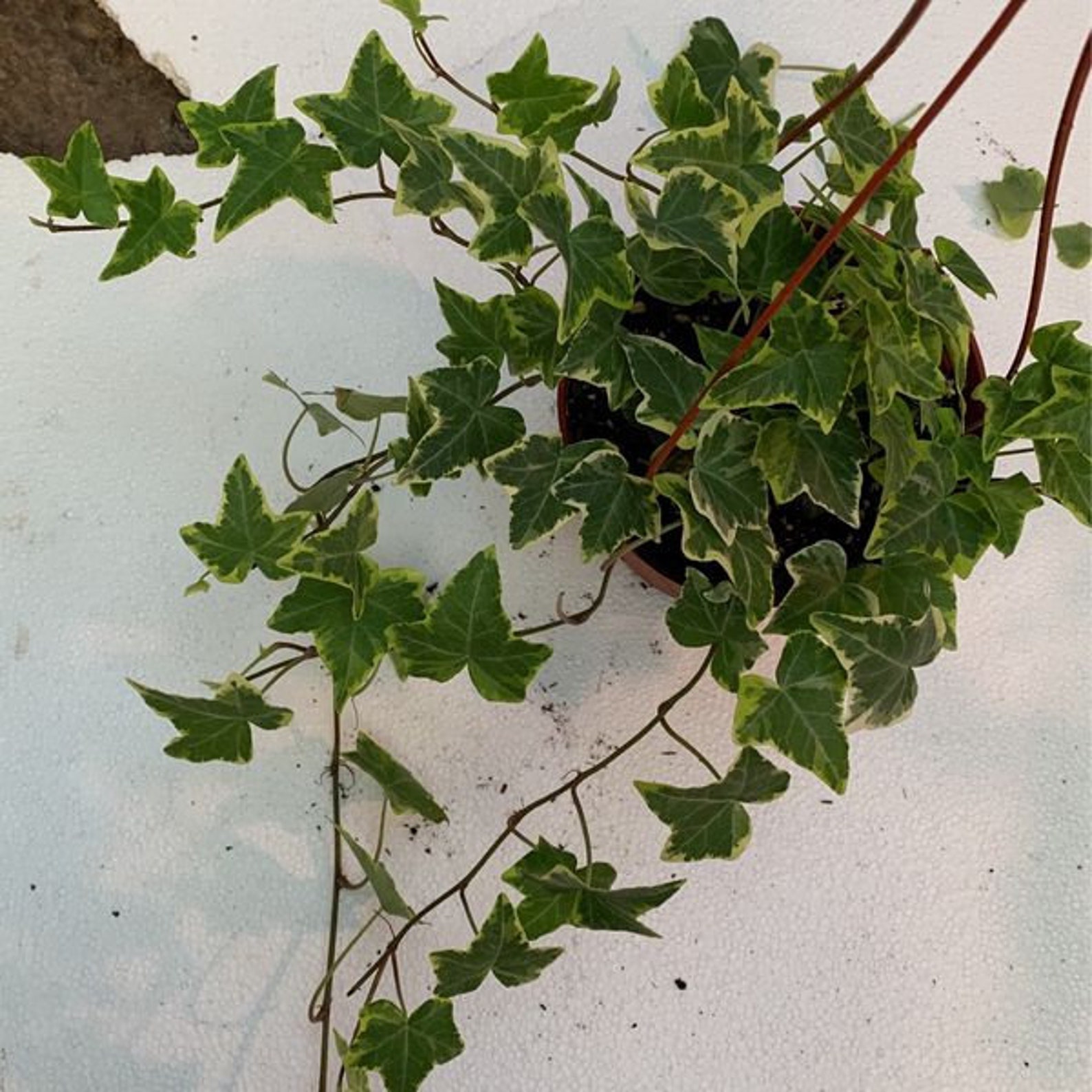 Ivy Variegated Ivy English White Plant 6inpot Live Plant Etsy