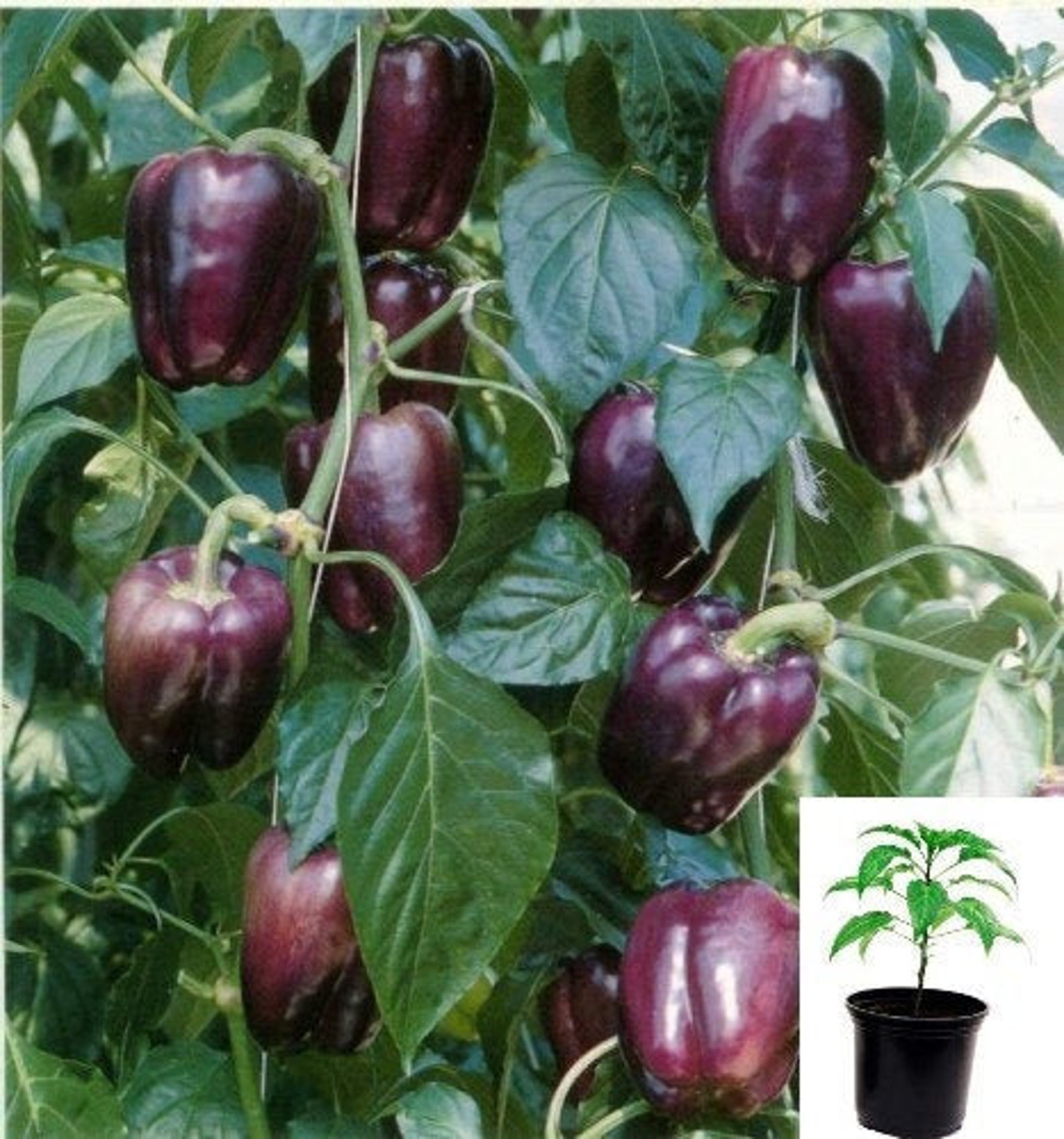 Pepper Purple Bell pepper plant vegetable edible herbal live Etsy