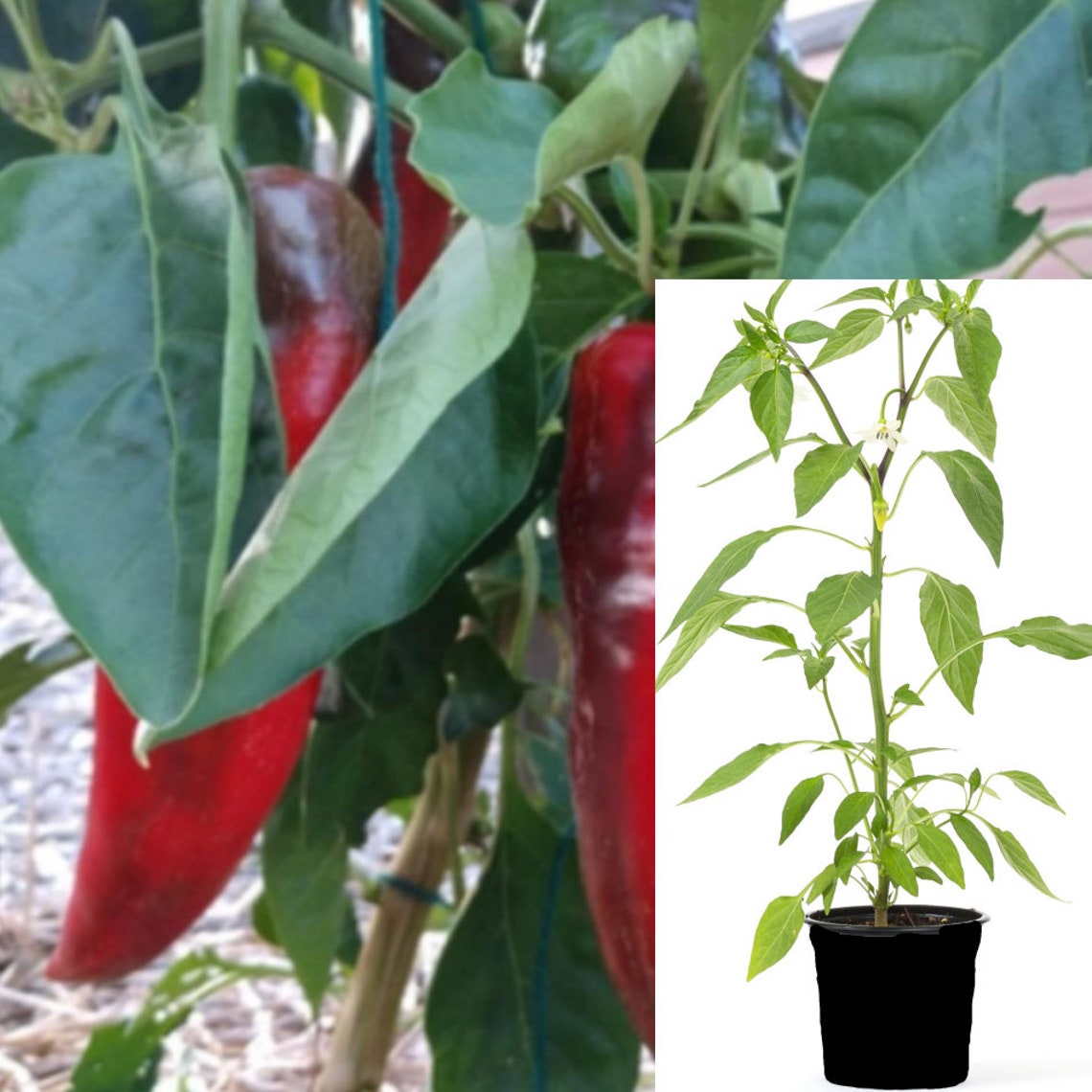 Pepper Italian Long Sweet pepper plant vegetable edible Etsy