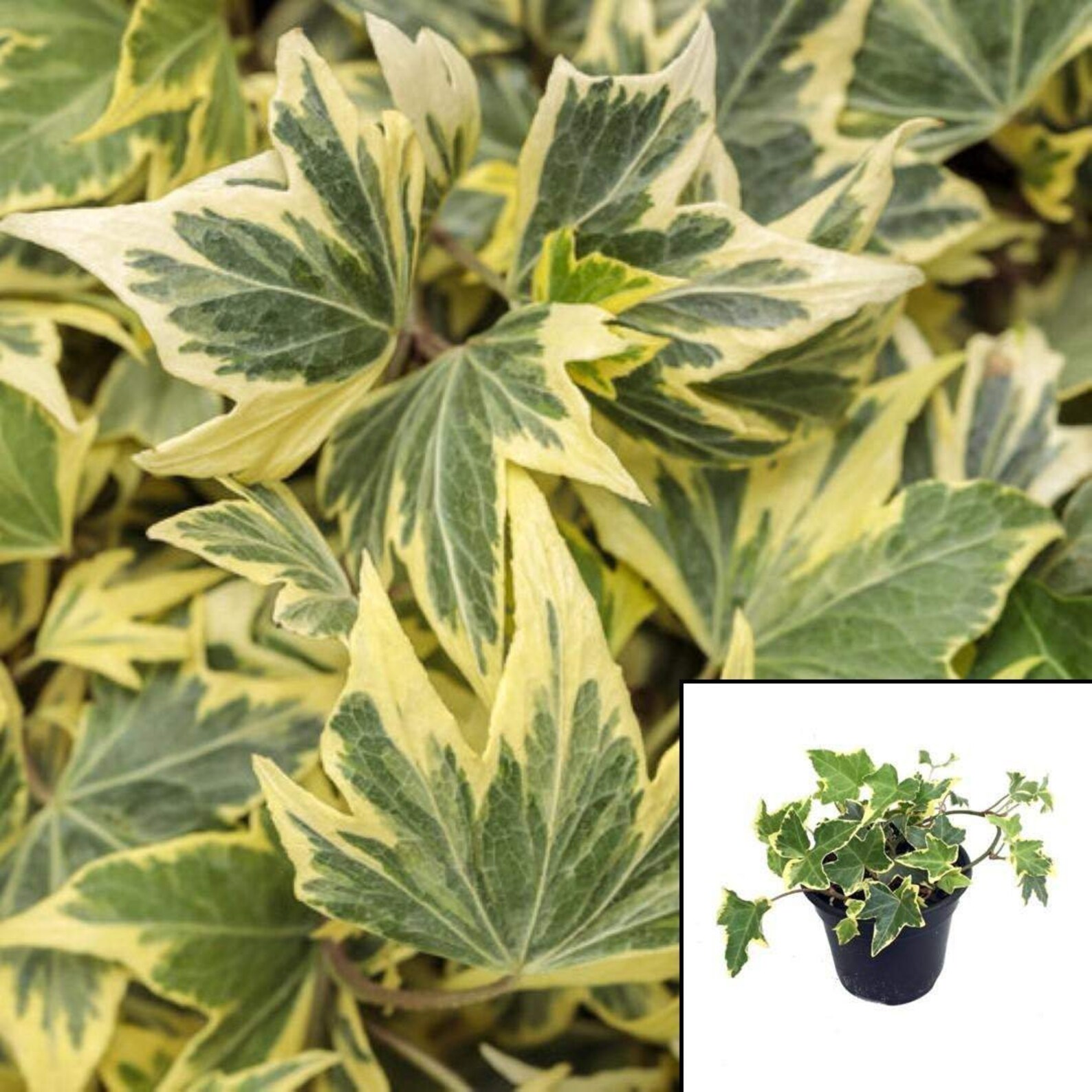 Yellow ripple ivy plant