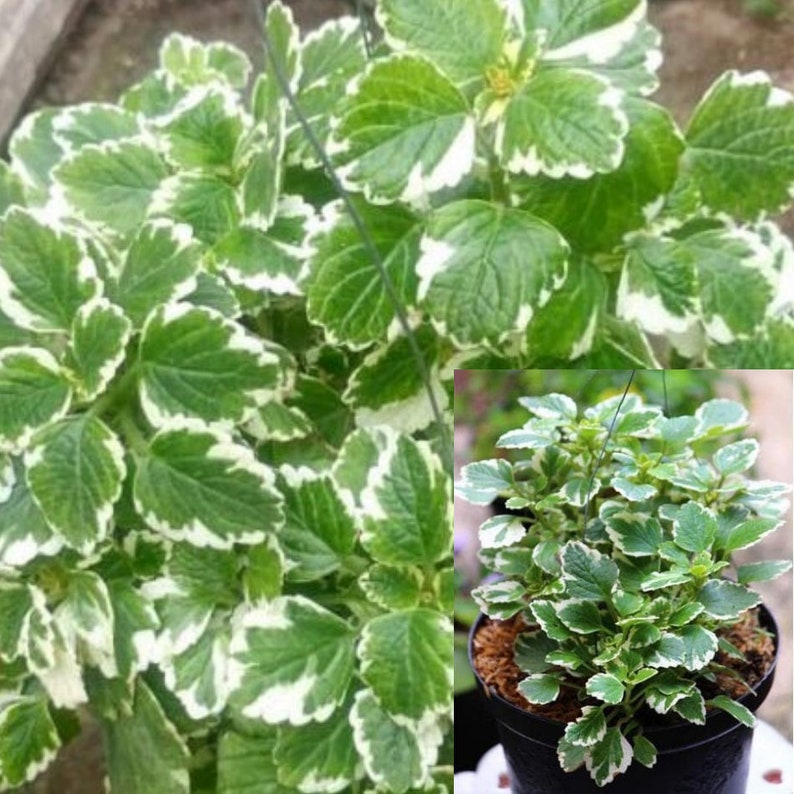 Creeping Charlie Variegated Plant Swedish Ivy Variegated Live Etsy