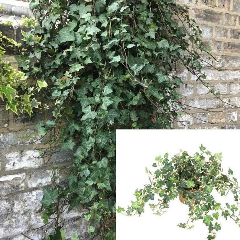Ivy Natasha Ivy Climbing Ivy 4inches Pot Hanging Plant English Etsy