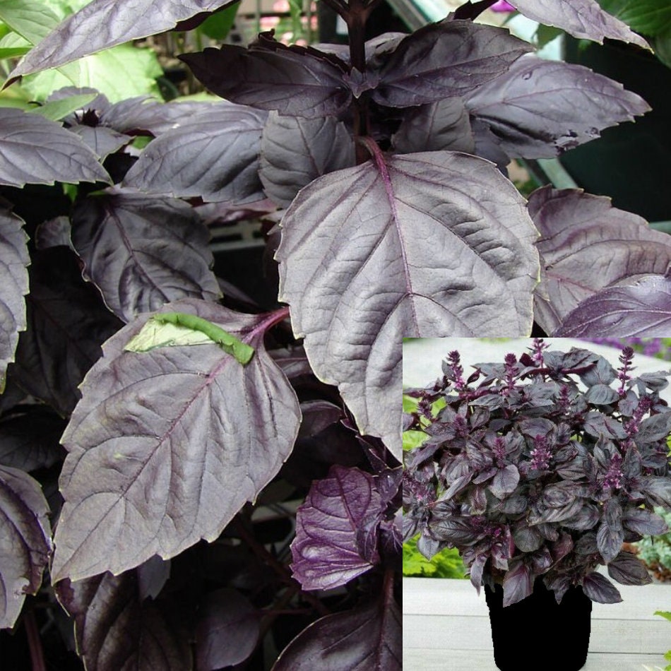 Purple Basil Plant