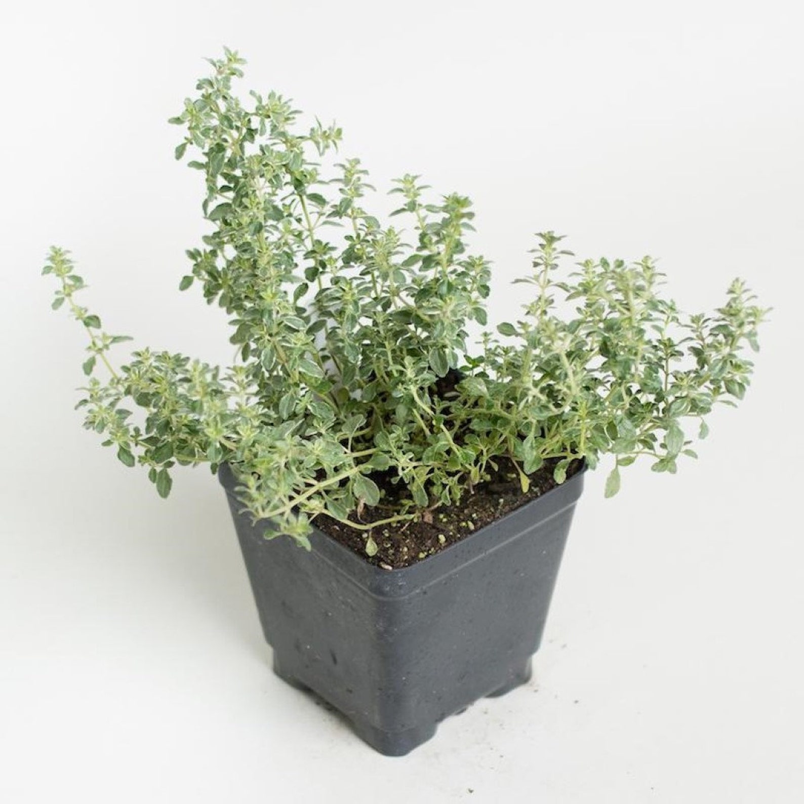 Thyme Silver Plant Thyme Live Plant 4In Pot Ht7 veggies herb Etsy