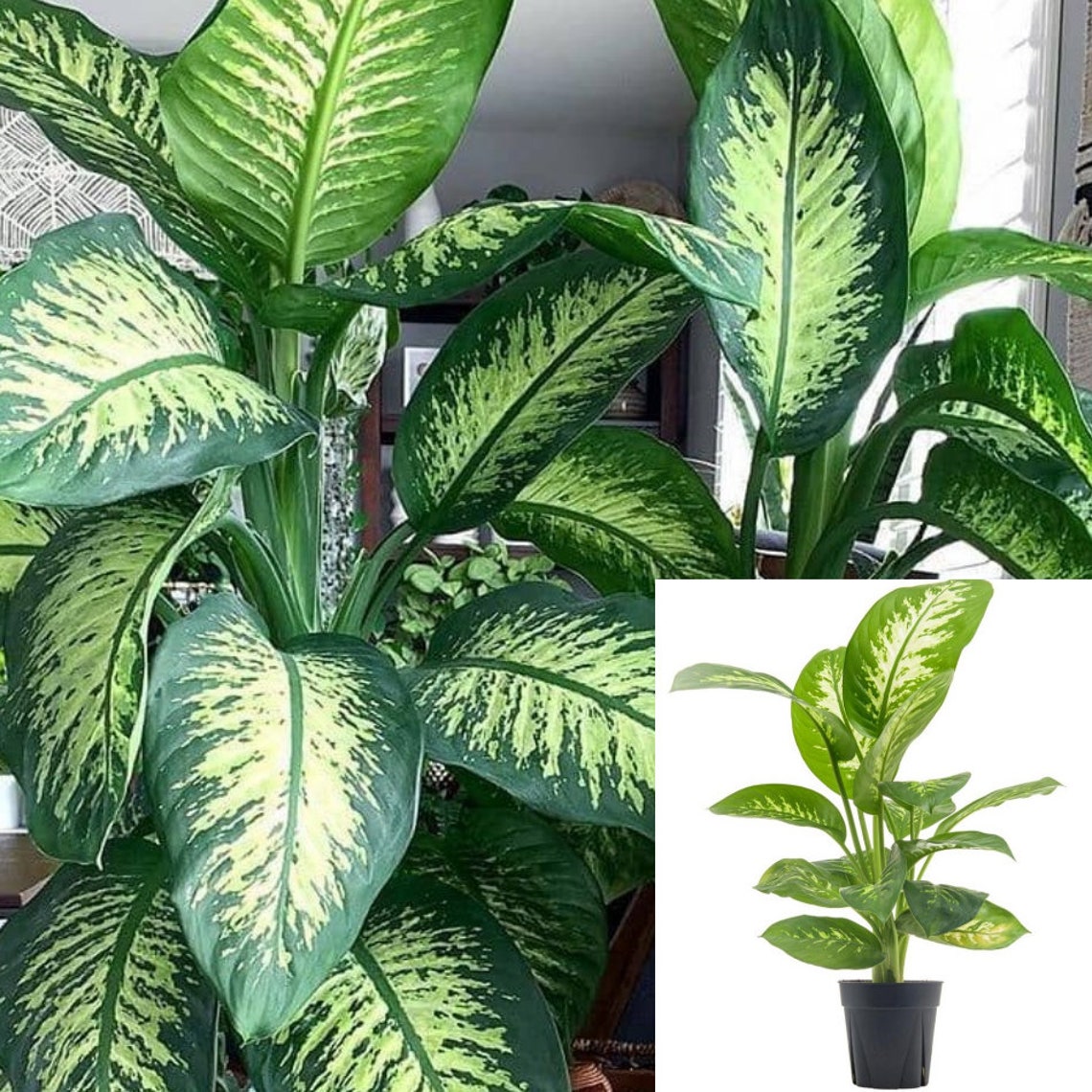 Dieffenbachia Tropic Snow Premium Foliage Plant Dumb Cane 1 Etsy
