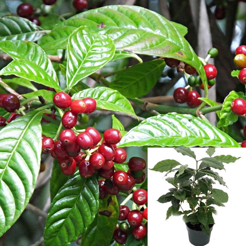 Coffee Arabica Plant 6inches Pot Arabica Coffee TREE Fruit Etsy