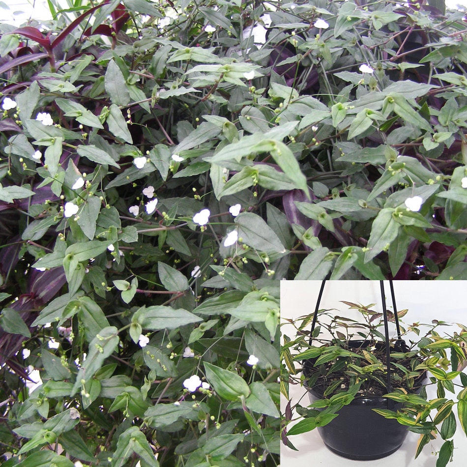 Tahitian Bridal Veil Plant Gibasis Pellucida 6inches Pot Etsy