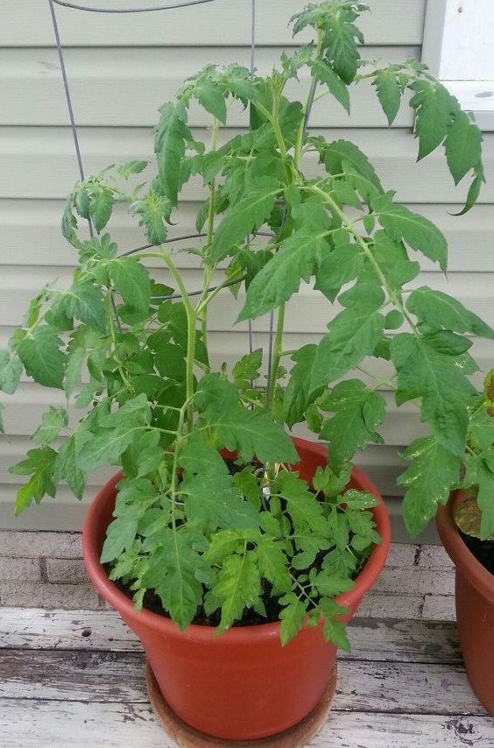 Tomato Better Boy tomatoes Plant Slicer Tomato Live Plant Etsy
