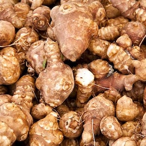 PLANT BEFORE FROSTS! 5x Jerusalem artichoke tubers - perfect time for planting.