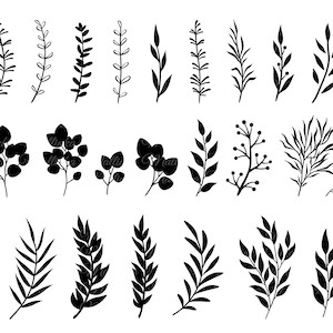 Eucalyptus svg. Branches SVG. Eucalyptus branches svg, leaves svg, flower svg. Vector design element. PNG files with transparent background.